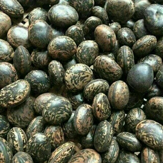 500g hạt đậu lào