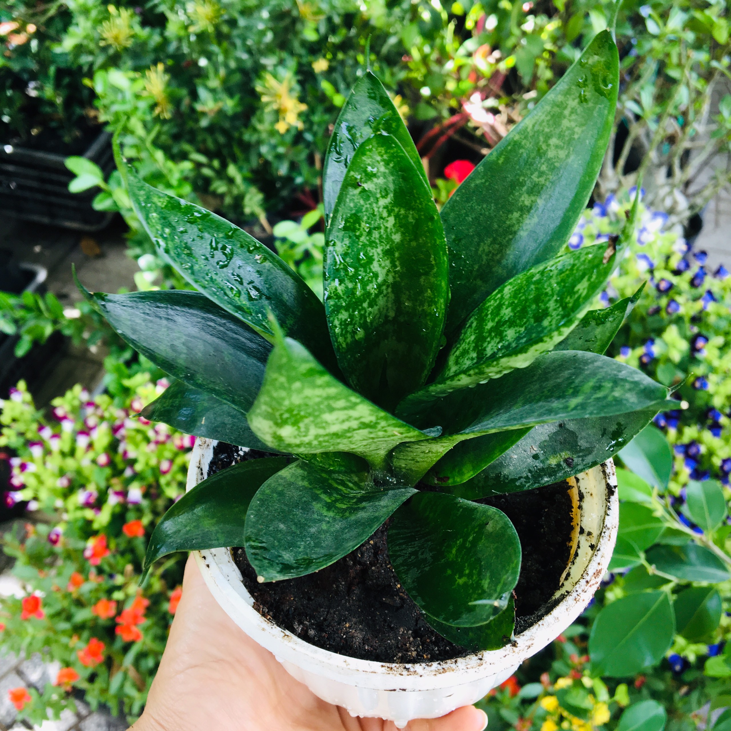 Cây Lưỡi Hổ Viền Vàng Lọc Không Khí Cao 40-50cm (1 Cây)