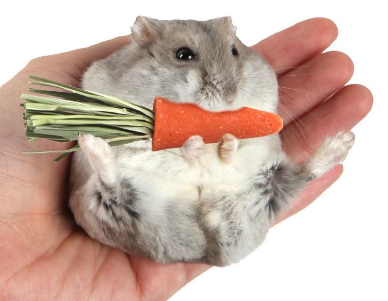 🐹 [NEW] Cà rốt mài răng BUCATSTATE 🔥 Carot mini mài răng Hamster, Sóc, Thỏ, Bọ