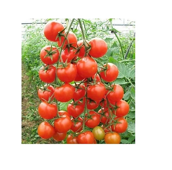 HẠT GIỐNG CÀ CHUA BI F1 (CHERRY TOMATO F1)