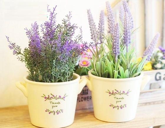 Hạt Giống Hoa Oải Hương Pháp