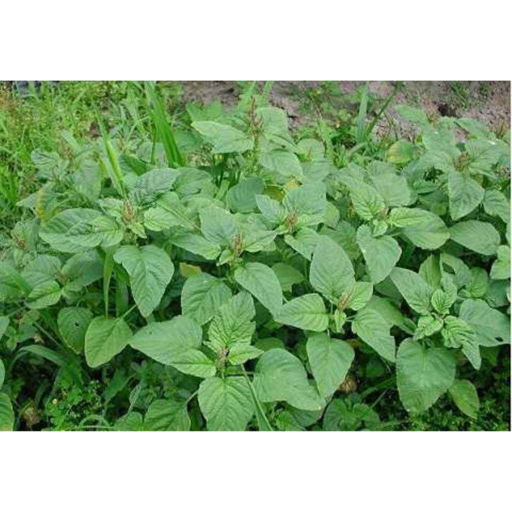Hạt Giống Rau Dền Cơm Dễ Trồng, Dinh Dưỡng Cao