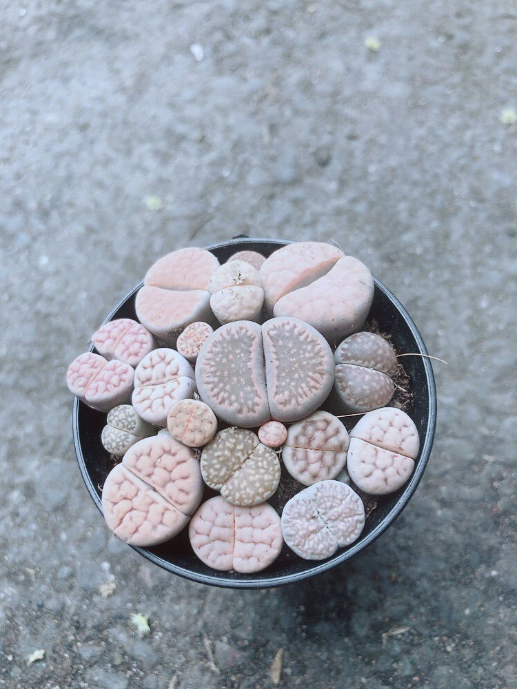 Chậu Cây Thạch Lan (lipthop - hoa sỏi)