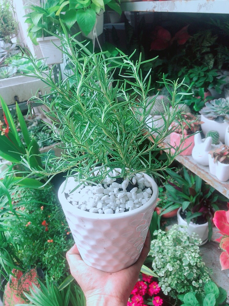 Chậu Cây Hương Thảo