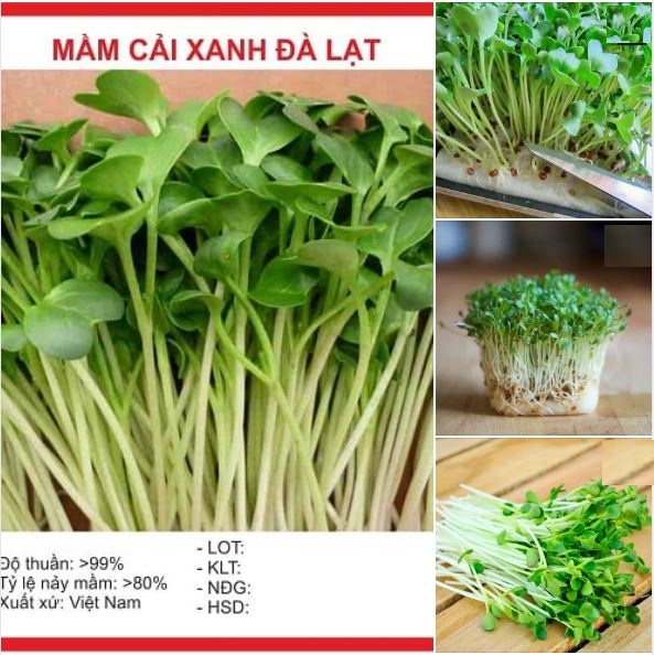 Hạt giống Mầm cải xanh Đà Lạt 50gr/gói