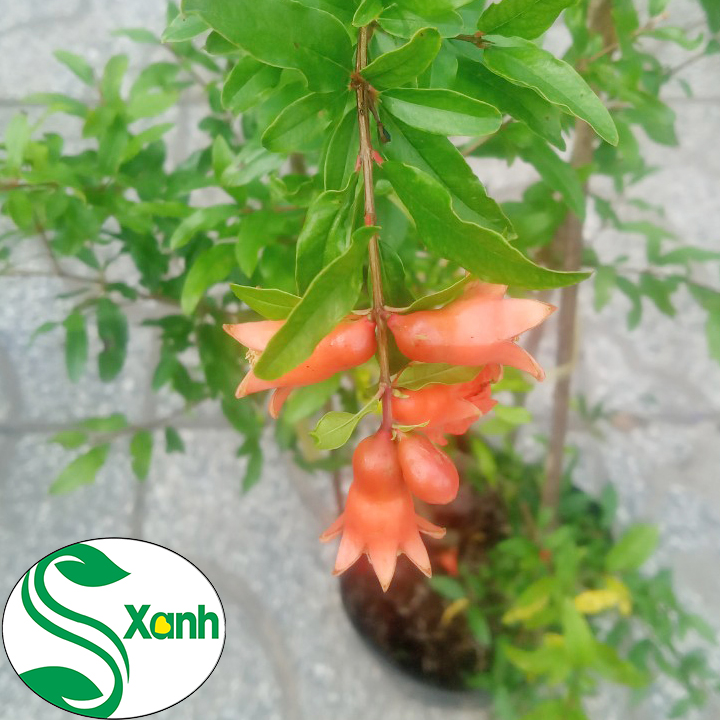 Cây Lựu Đỏ Sai Qủa