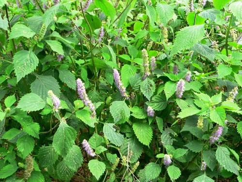 hạt giống rau kinh giới