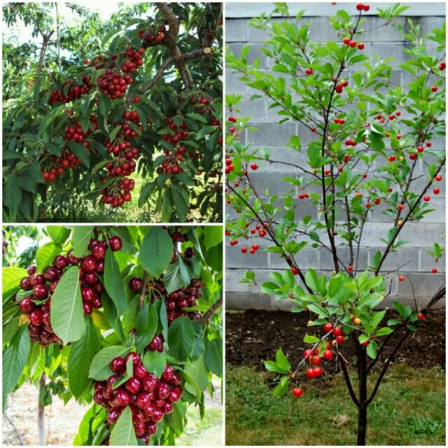 Cây giống cherry anh đào trồng chậu