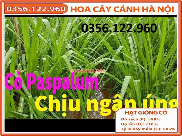 Hạt giống cỏ xả chịu ngập UBON Paspalum 100g - Cỏ Chăn Nuôi bò,dê,cừu,cá... chất lượng