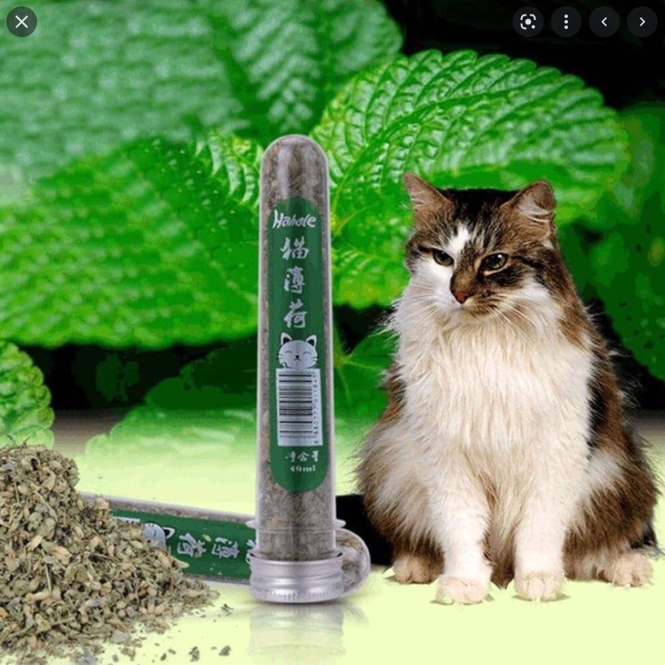 [Hoàn Tiền 10%] Ống Canip Cỏ Bạc Hà Khô Cho Mèo