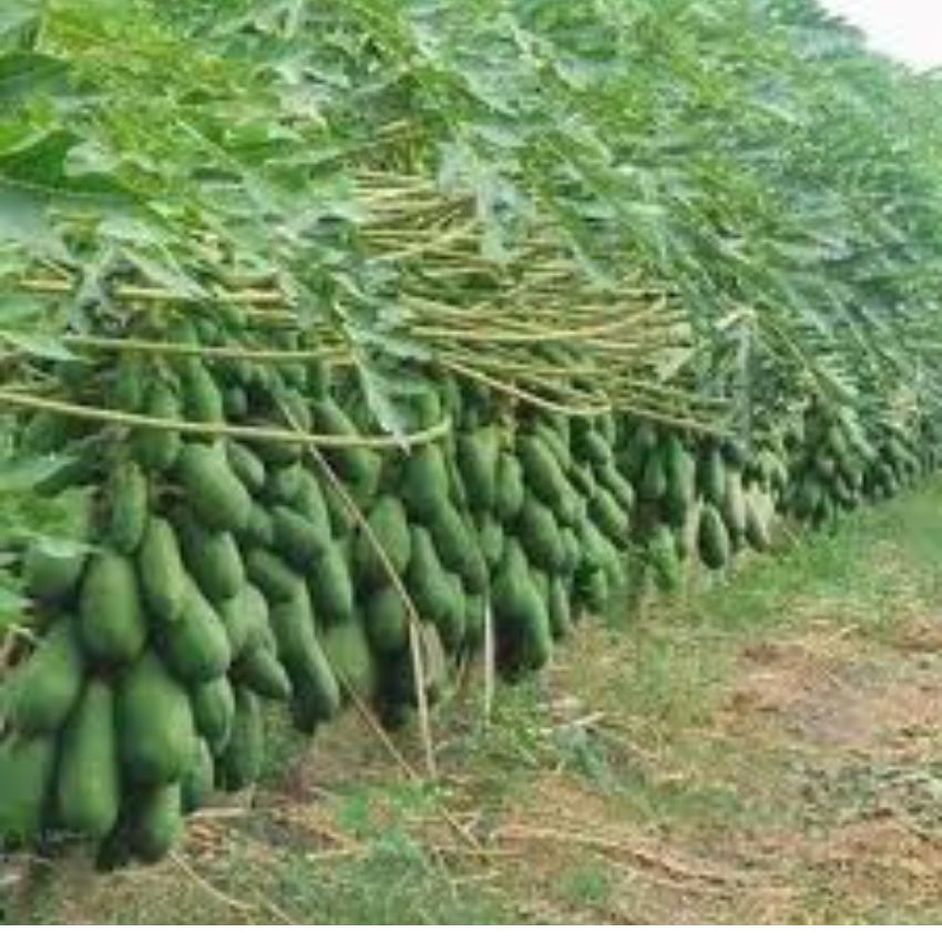 50 HẠT GIỐNG ĐU ĐỦ LÙN SIÊU NGỌT THÁI LAN