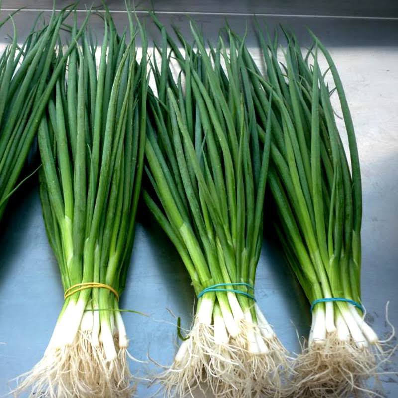 Hạt giống Hành Lá, hàng Công ty Thuận Điền