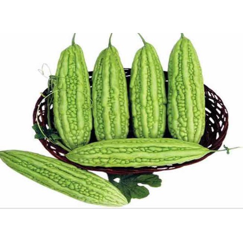 hạt giống Mướp đắng ( Khổ qua) lai F1