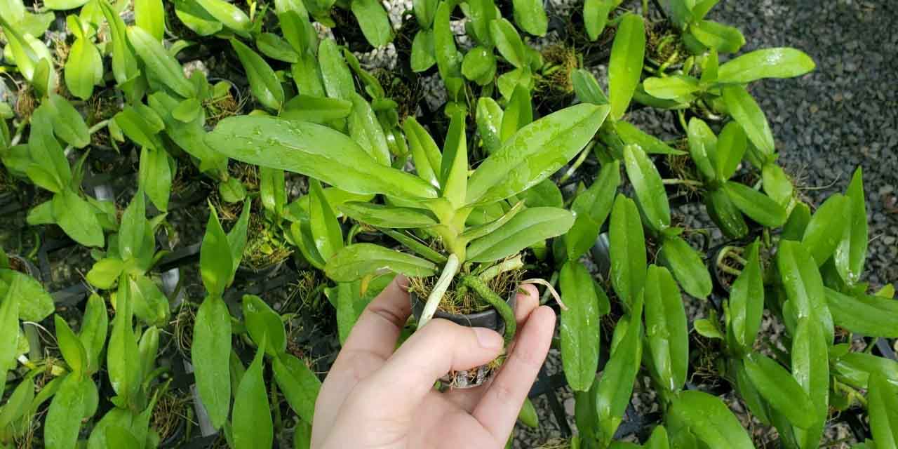 [Siêu Sale] hoa lan hoàng nhạn thái 4n