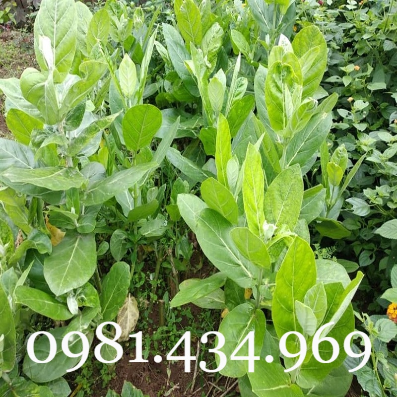 Lá hen khô 01 kg sạch