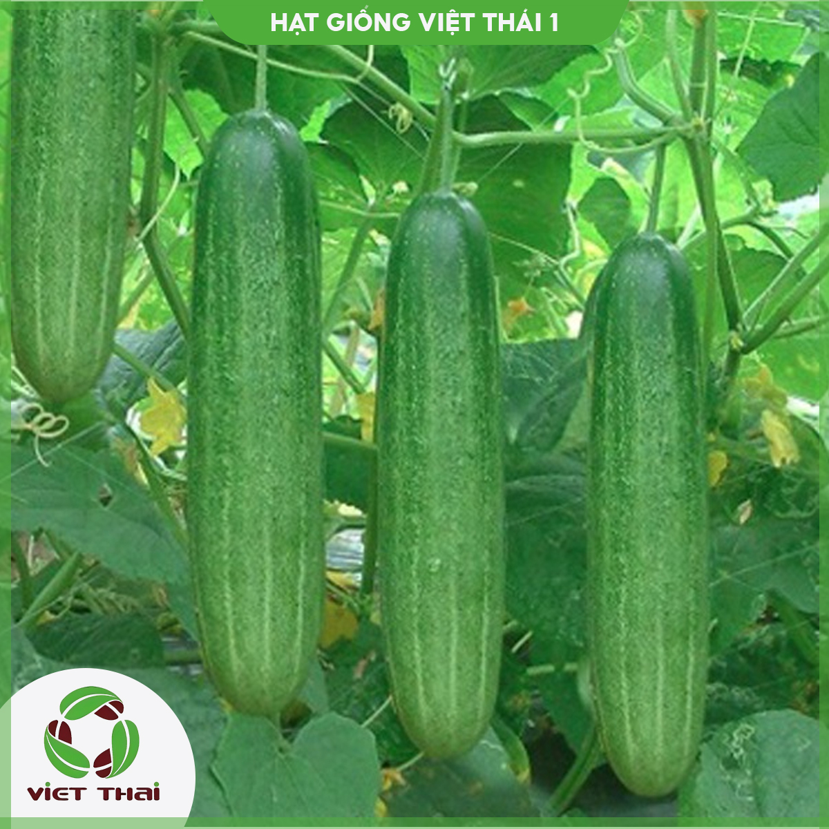 [SALE] Hạt giống Dưa Leo TN - 15 - HGVT1