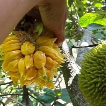 CÂY GIỐNG MÍT TÍ HON  ẤN ĐỘ - SIÊU TRÁI (cây giống có bảo hành )