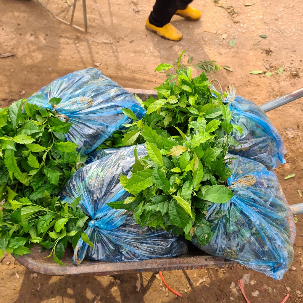 combo 20 cây xạ đen giống