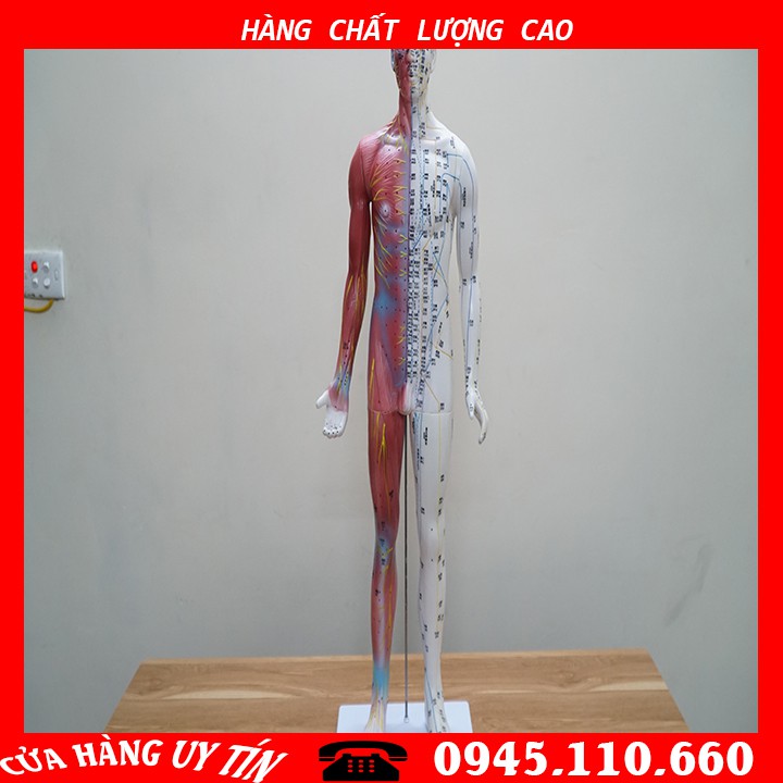 [HCM][MÔ HÌNH] Mô Hình Huyệt Vị - Mô Hình Châm Cứu Loại 85cm
