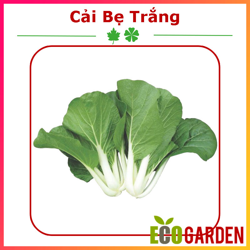 Hạt Giống Cải Bẹ Trắng - Gói 20gam (ECO.269)