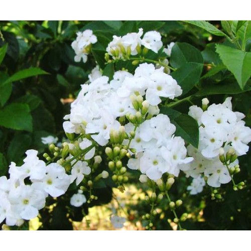 Cây giống chuỗi ngọc trắng - Thegioiraumam