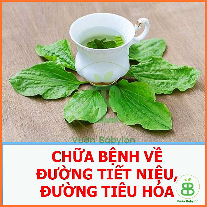 Hạt Giống Rau Mã Đề 1G Dễ Trồng