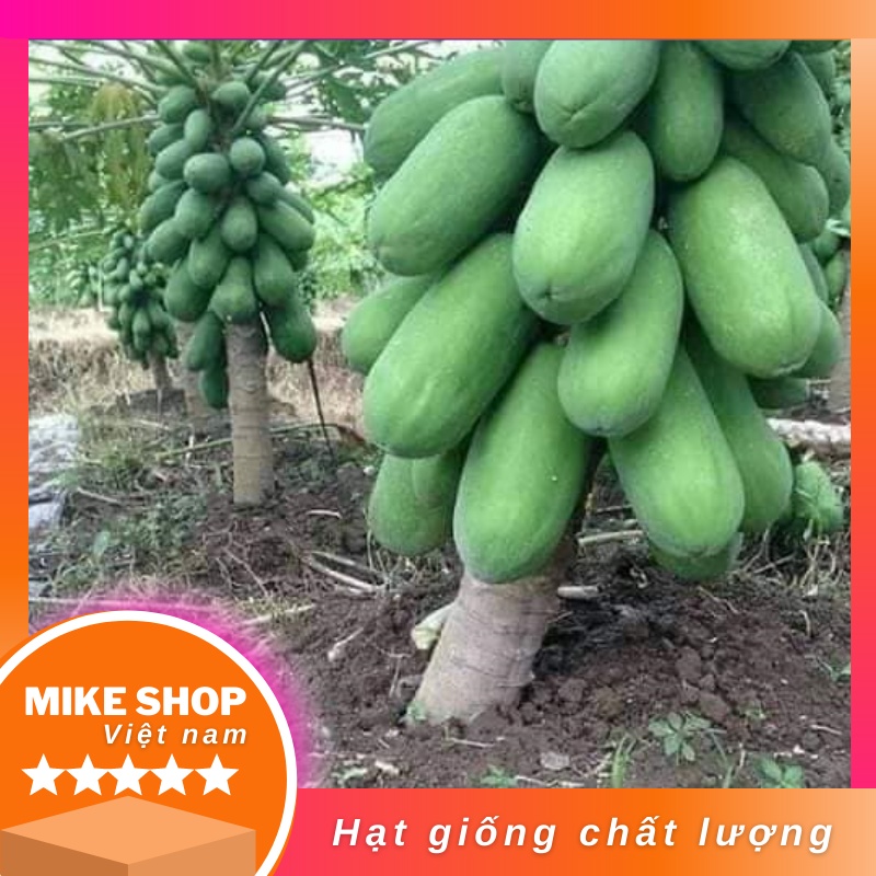 Hạt giống đu đủ hà lan