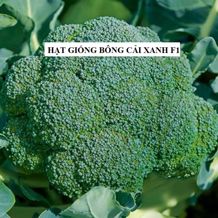 Hạt giống súp lơ xanh Nhật Bản dễ trồng - 0.2gram/gói