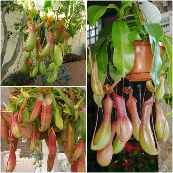 Bộ 3 gói hạt giống cây bắt mồi nắp ấm - (TẶNG gói kích thích hạt nảy mầm)