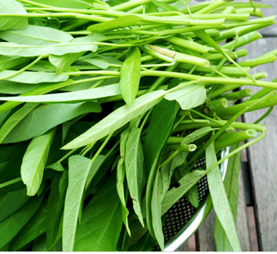 hạt giống rau muống- gói 50gr