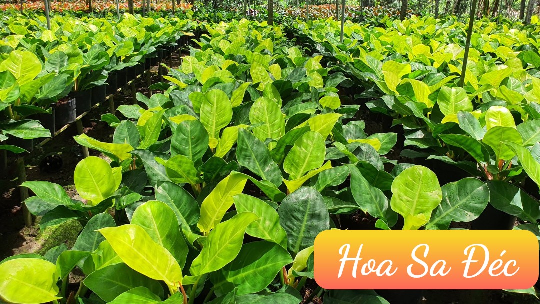 TRẦU BÀ ĐẾ VƯƠNG (MÀU VÀNG)