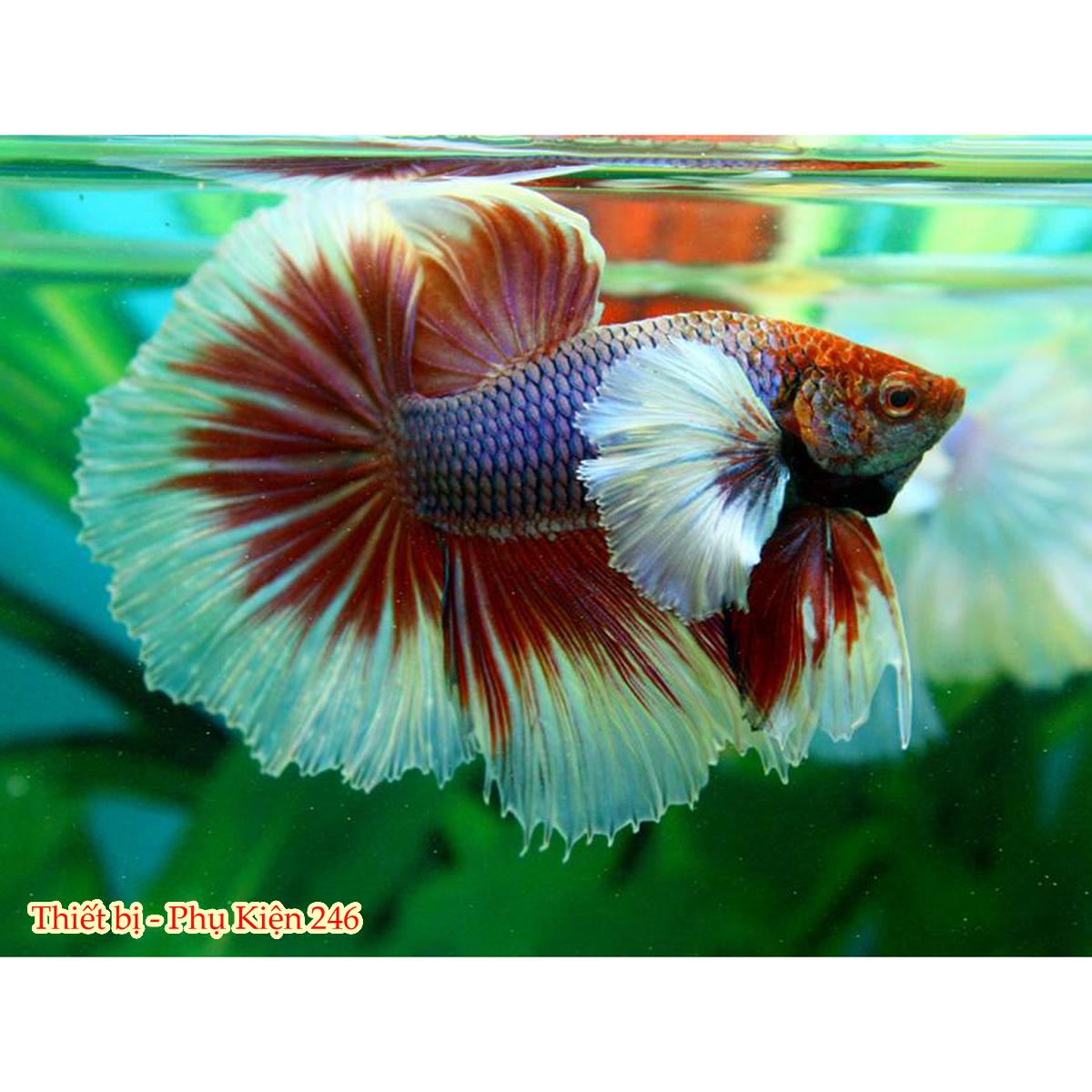 Thức ăn cao cấp cho cá Betta