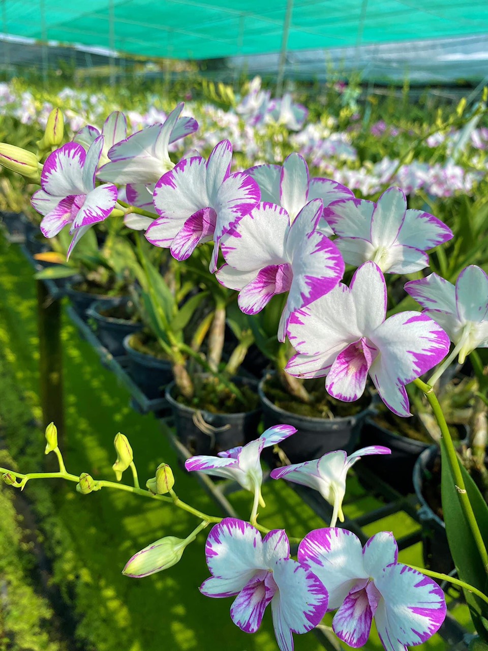 Hoa lan chớp enobi( chớp sữa)