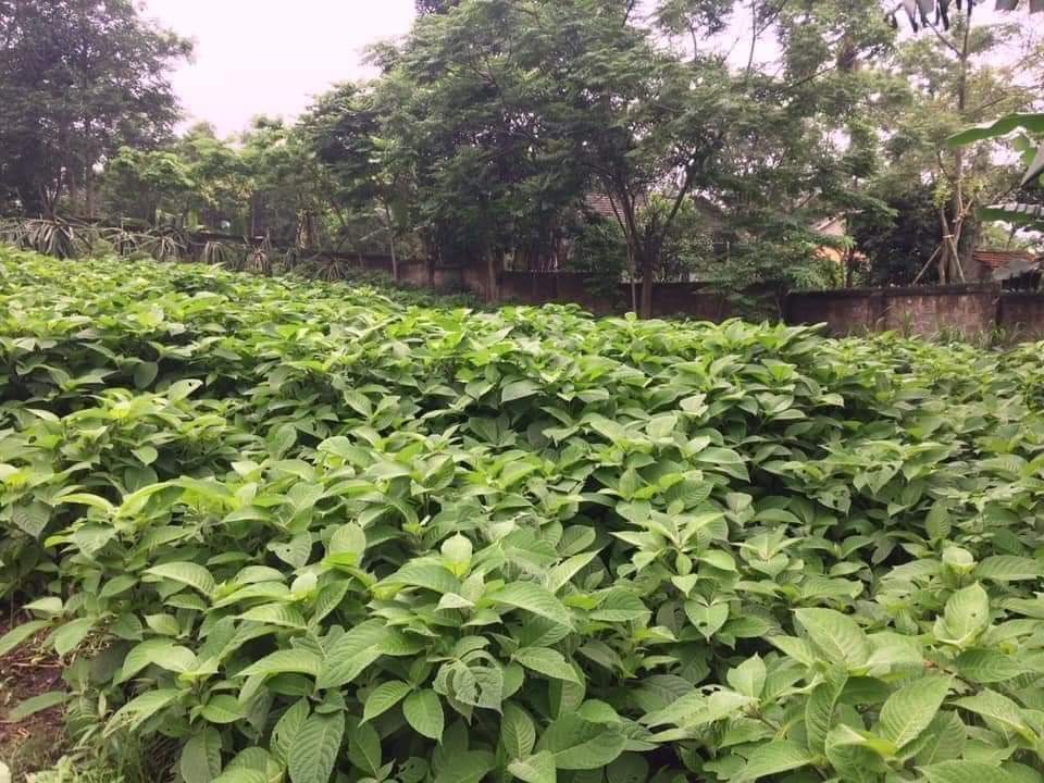 Cây Chè Khổng Lồ (10 Cây giống)
