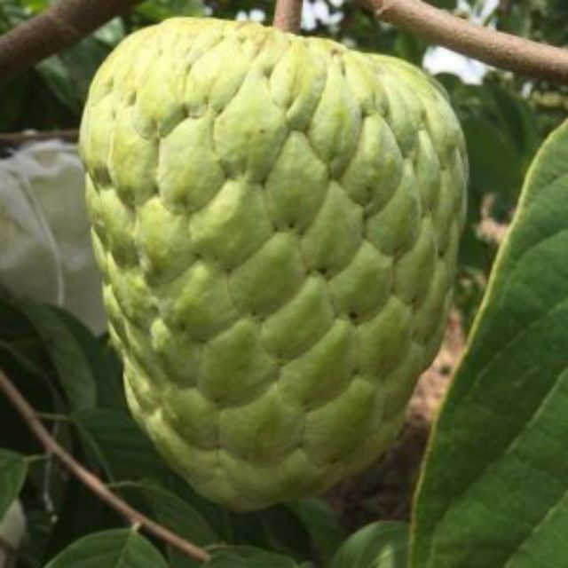 [Học Viên Nông Nghiệp I ] CÂY GIỐNG NA THÁI LAN