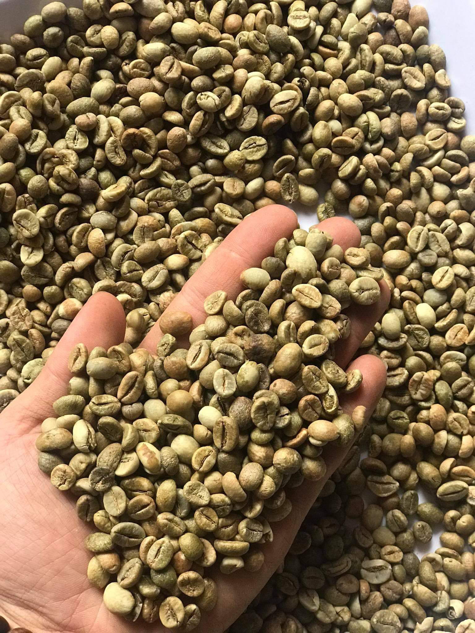 500g– CÀ PHÊ NHÂN ROBUSTA THƯỢNG HẠNG