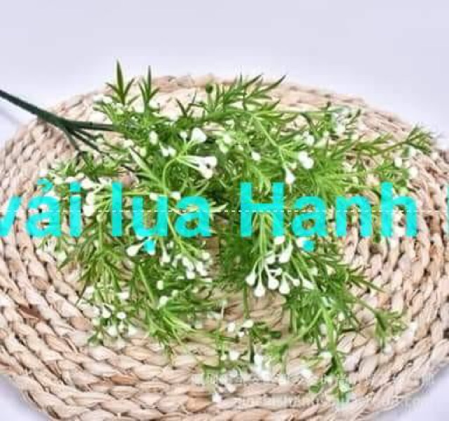 Chùm hoa điểm gạo - Hoa điểm