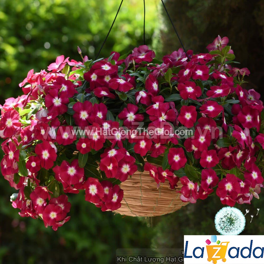 10h Hạt Giống Hoa Dừa Cạn Rủ (TLB1| -KD: B6*V24*M588)