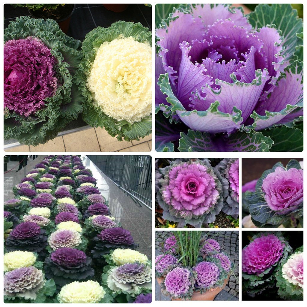 Hạt giống Hoa Bắp Cải nhiều màu ( 20 hạt)
