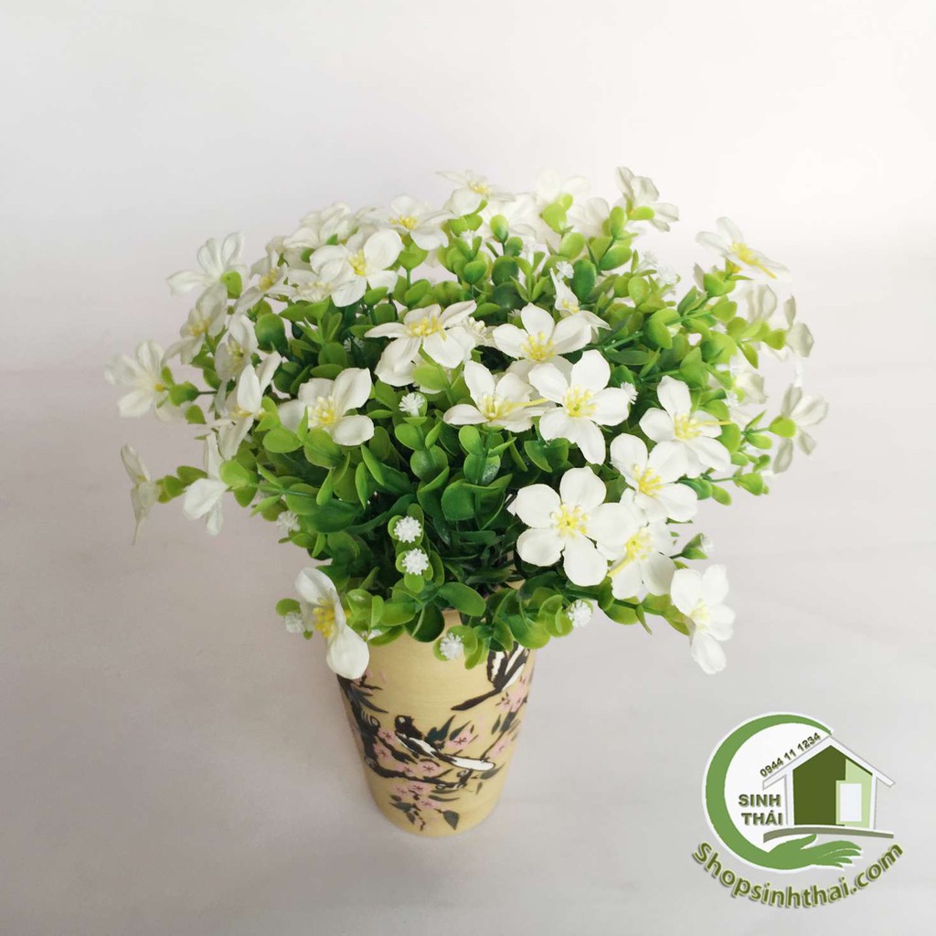 [HCM]Bụi cây hoa lài tây cao 33cm - chọn màu