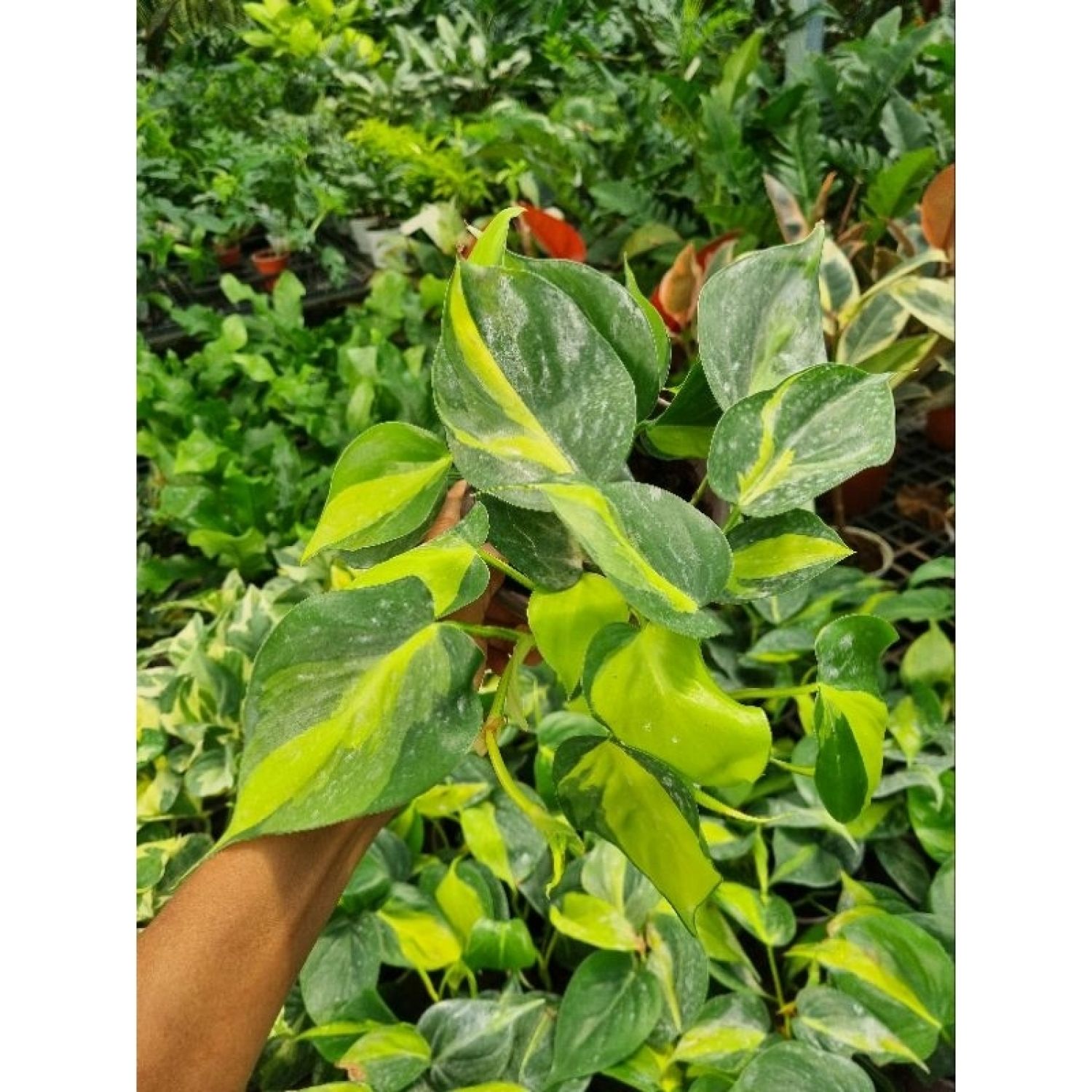 Cây trầu bà vàng - Philodendron hederaceum