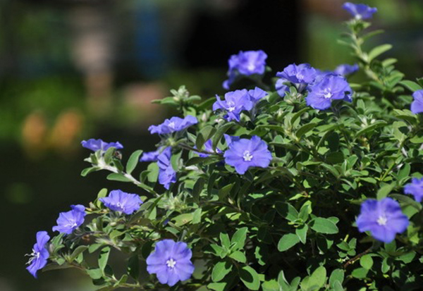 Chậu cây hoa thanh tú - Blue Daze - Summer Garden