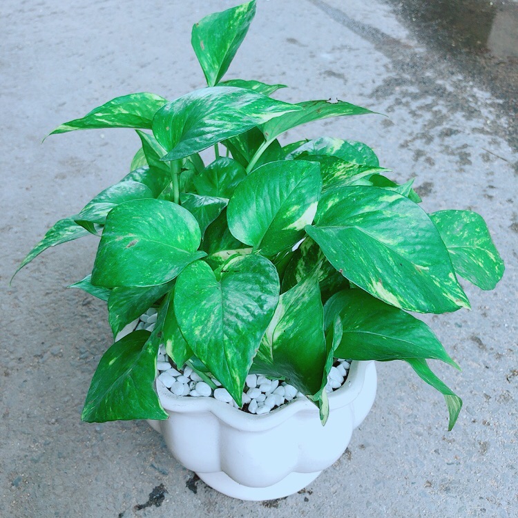 Chậu trầu bà size đại