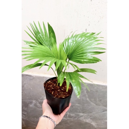 Cây cọ kiểng đẹp