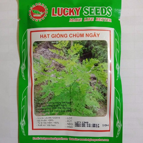 Hạt giống rau Chùm Ngây