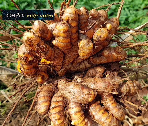 Cây nghệ vàng giống