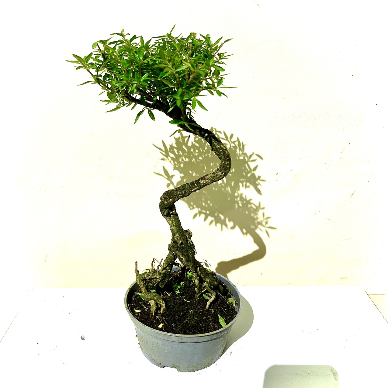 Cây tài lộc bonsai mini (ảnh thật)
