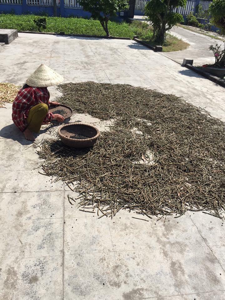 Trà đậu mix đậu đỏ đậu đen xanh lòng rang BEANS 1KG