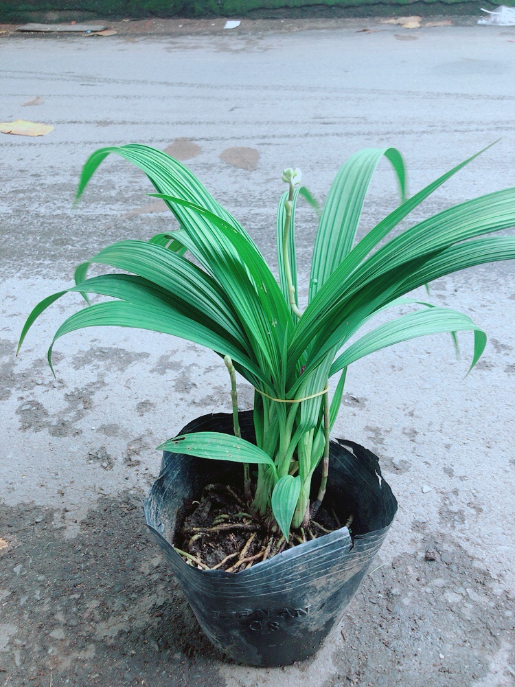 Lan Đất Có Hoa Màu Vàng