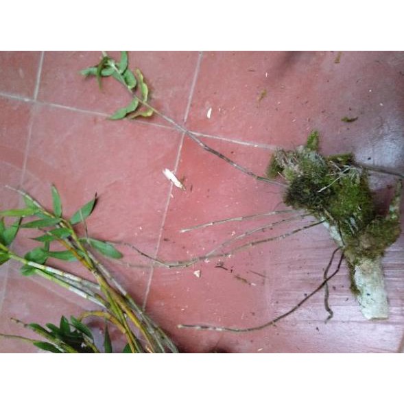 hoa phong lan hoàng thảo hương vani